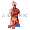Torso de 45cm, Bissexual / Assexuado, com Coluna Exposta, em 25 Partes - Código:TGD-0206-F - Marca: Modelo - Imagem 4