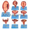 Gravidez luxo, com 8 Fases - Código:TZJ-0200 - Marca: Anatomic - Imagem 10