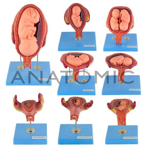 Gravidez luxo, com 8 Fases - Código:TZJ-0200 - Marca: Anatomic