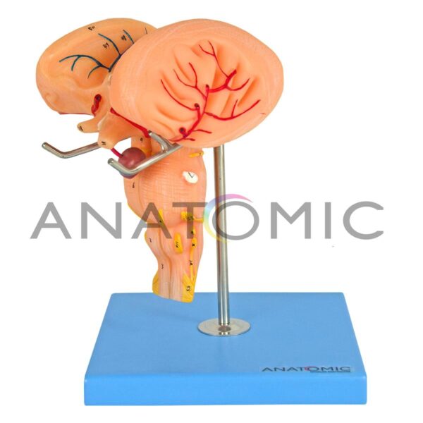 Tronco Encefálico Luxo - Código:TZJ-0303-TE - Marca: Anatomic