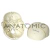 Crânio Numerado, em 2 Partes - Código:TGD-0102-N - Marca: Anatomic - Image 2