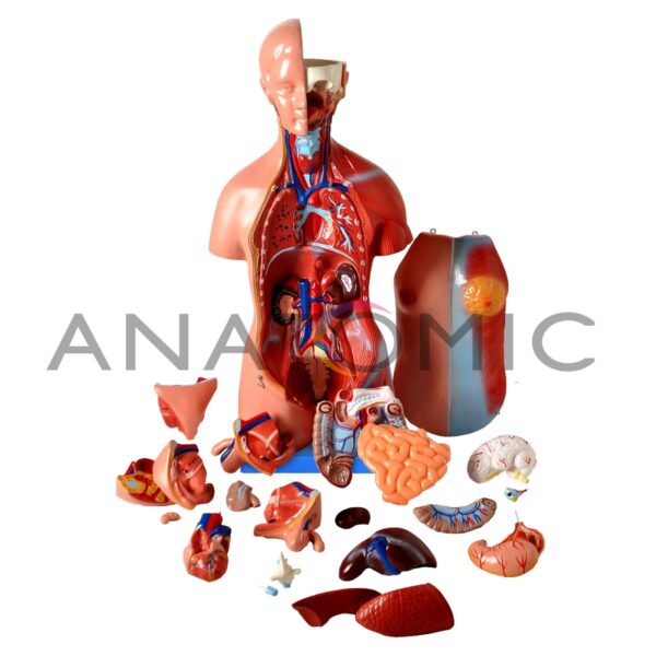 Torso de 45cm, Bissexual / Assexuado, com Coluna Exposta, em 25 Partes - Código:TGD-0206-F - Marca: Modelo