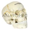 Crânio Numerado, em 2 Partes - Código:TGD-0102-N - Marca: Anatomic - Image 3