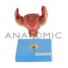 Gravidez luxo, com 8 Fases - Código:TZJ-0200 - Marca: Anatomic - Imagem 2