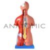 Torso de 45cm, Bissexual / Assexuado, com Coluna Exposta, em 25 Partes - Código:TGD-0206-F - Marca: Modelo - Imagem 2