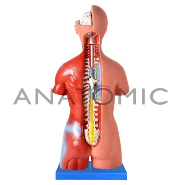 Torso Musculado Luxo Bissexual com 85 cm com Coluna Exposta em 32 partes -  TZJ-4040-A - Anatomic