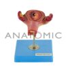 Gravidez luxo, com 8 Fases - Código:TZJ-0200 - Marca: Anatomic - Imagem 3
