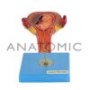 Gravidez luxo, com 8 Fases - Código:TZJ-0200 - Marca: Anatomic - Imagem 4