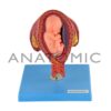 Gravidez luxo, com 8 Fases - Código:TZJ-0200 - Marca: Anatomic - Imagem 5