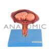Gravidez luxo, com 8 Fases - Código:TZJ-0200 - Marca: Anatomic - Imagem 6