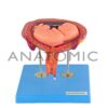 Gravidez luxo, com 8 Fases - Código:TZJ-0200 - Marca: Anatomic - Imagem 7
