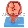 Gravidez luxo, com 8 Fases - Código:TZJ-0200 - Marca: Anatomic - Imagem 8