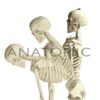 Esqueleto 168 cm, com Coluna Flexível, com Suporte e Base com Rodas - Código:TGD-0101-B - Marca: Anatomic - Imagem 2