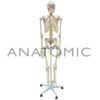 Esqueleto 168 cm, com Coluna Flexível, com Suporte e Base com Rodas - Código:TGD-0101-B - Marca: Anatomic - Imagem 3