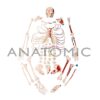 Esqueleto Tamanho Natural, Desarticulado, com Origem e Inserção Muscular - Código:TGD-0101-M - Marca Anatomic - Image 3