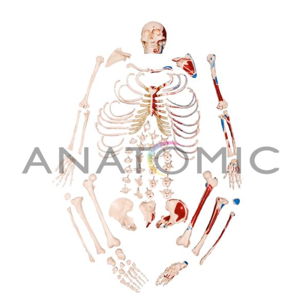 Esqueleto Tamanho Natural, Desarticulado, com Origem e Inserção Muscular - Código:TGD-0101-M - Marca Anatomic